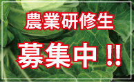 農業研修生募集中！千葉県の有機農園と契約し、土とふれあい、人とふれあうことによる人間成長を目指します。ＪＡＳ認定市民農園、千葉県八街にオープン！